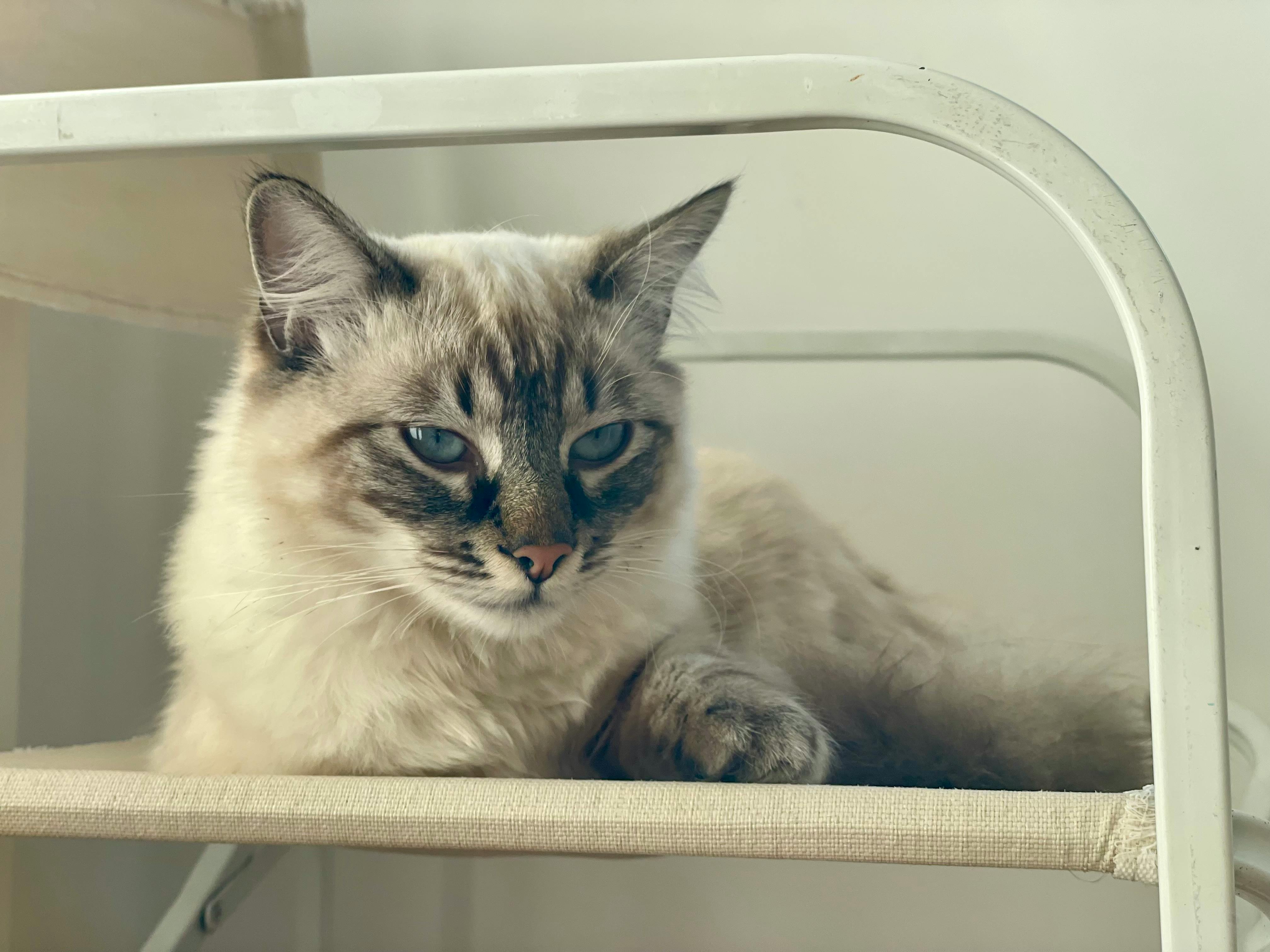 Gato siamês descansando em cadeira com elegância e tranquilidade.