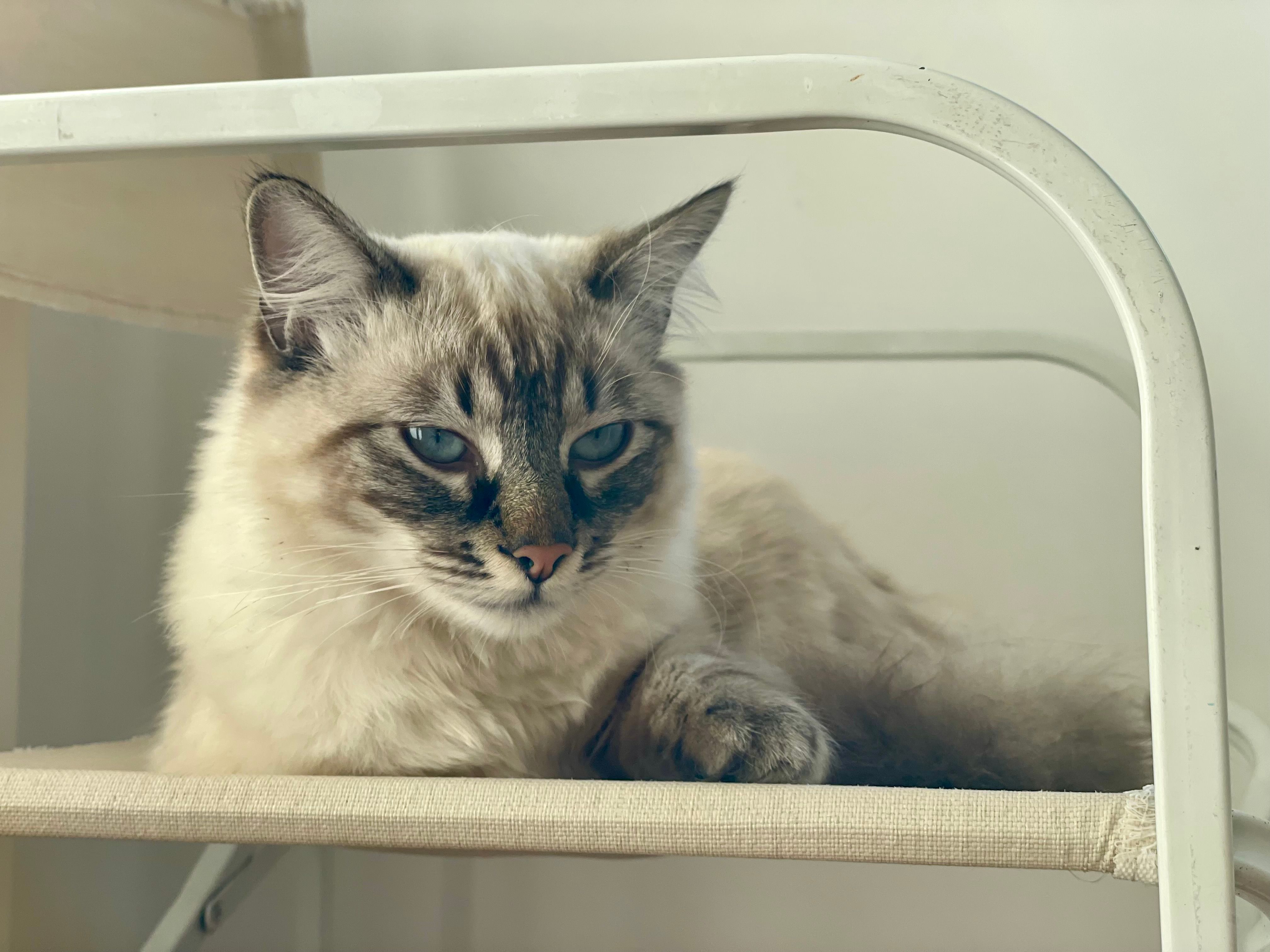Close-up of a Cat Lying on a Chair · Free Stock Photo