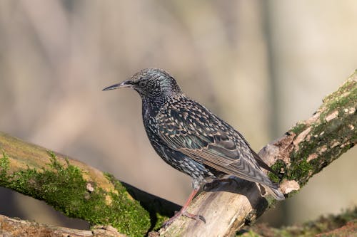 Foto stok gratis alam, burung, fokus selektif