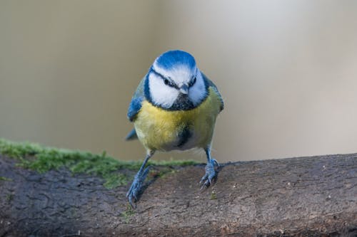 Eurasian Blue Tit Bird in Nature
