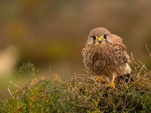 Free Close-up of a common kestrel perched on a bush, showcasing its detailed plumage. Stock Photo