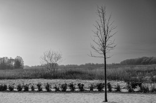 Foto profissional grátis de arbustos, árvore nua, com frio