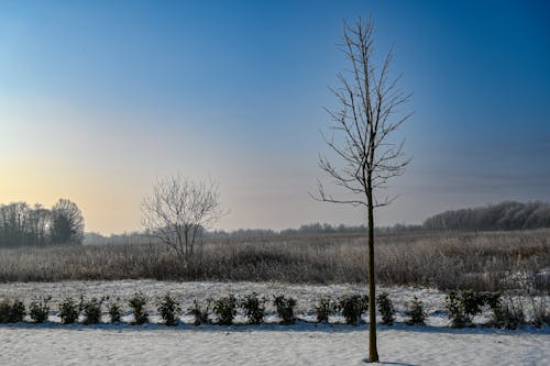 Gratis stockfoto met dageraad, kale boom, kou