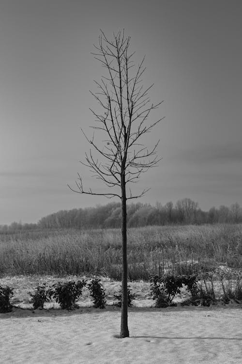 Foto d'estoc gratuïta de arbre nu, blanc i negre, branques