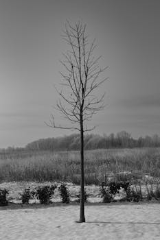 A solitary bare tree stands in a snowy field, conveying a sense of solitude and natural beauty.