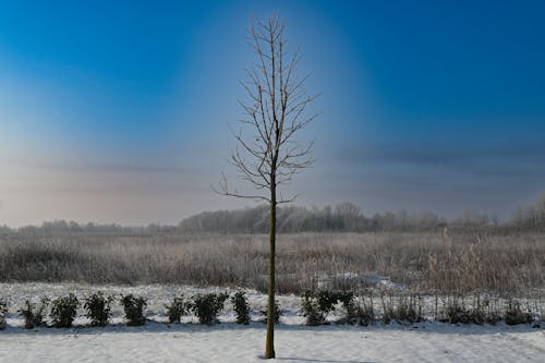 Single Tree on Grassland in Winter