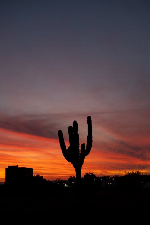 Cactus Silhouette at Sunset