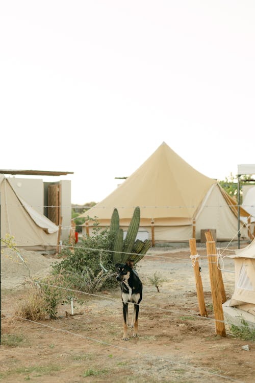 Immagine gratuita di animale, cane, deserto