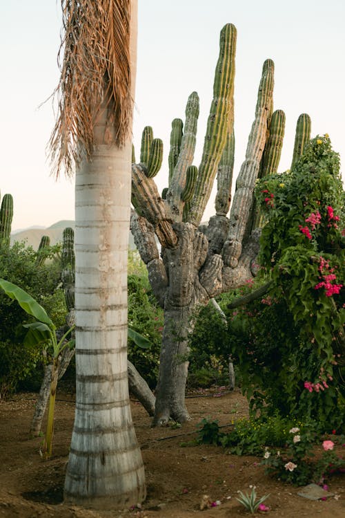 Tree and Cactus