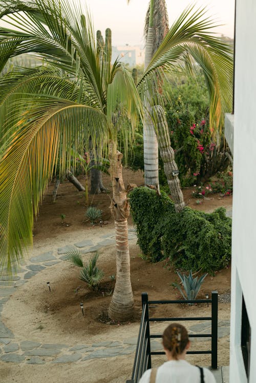 Palm Tree in Baja California, Mexico