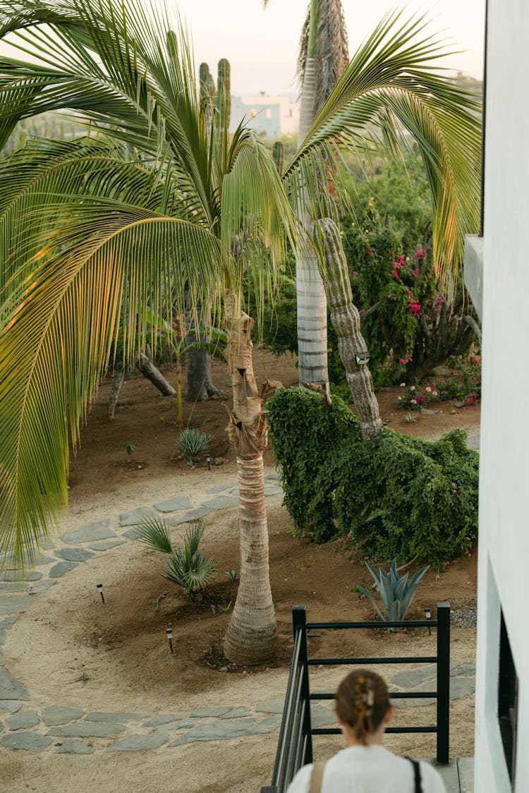 Palm Tree In Baja California, Mexico