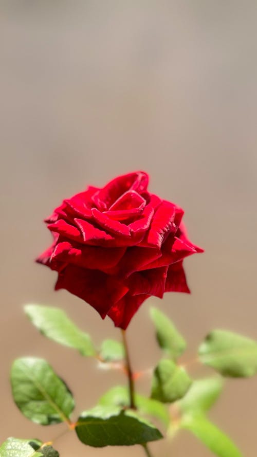 Бесплатное стоковое фото с листья, розовые розы, розовый куст