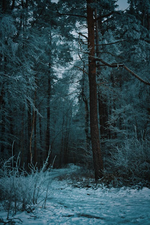 Photos gratuites de direction, forêt, froid