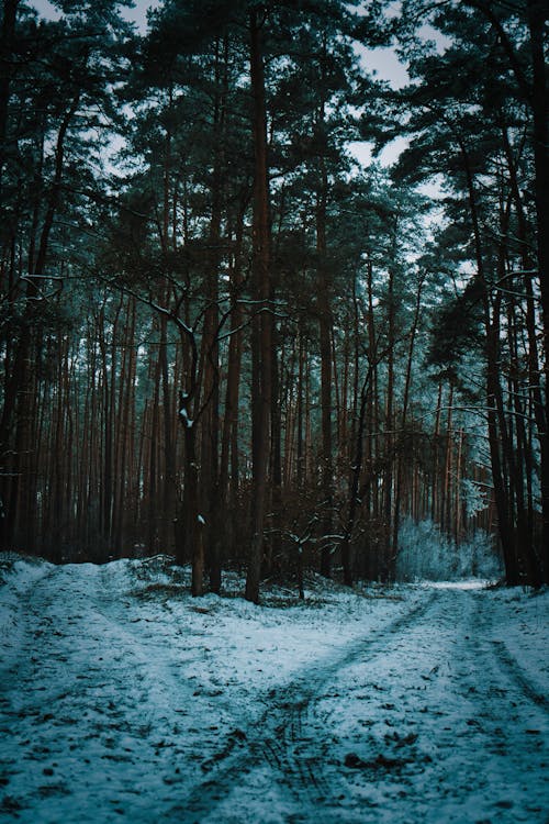 Ingyenes stockfotó fák, függőleges lövés, hó témában