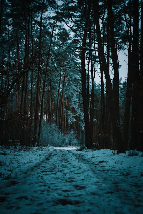 Trail in Forest in Winter