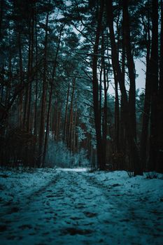 A serene winter scene of a snow-covered forest trail, perfect for seasonal themes.