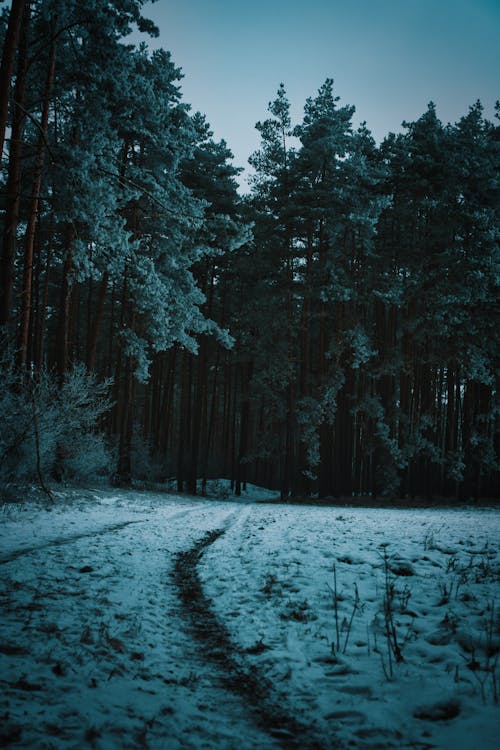 Dirt Road in Woods in Winter