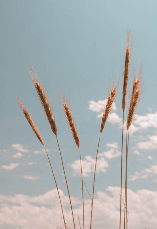 Golden Ears of Grain