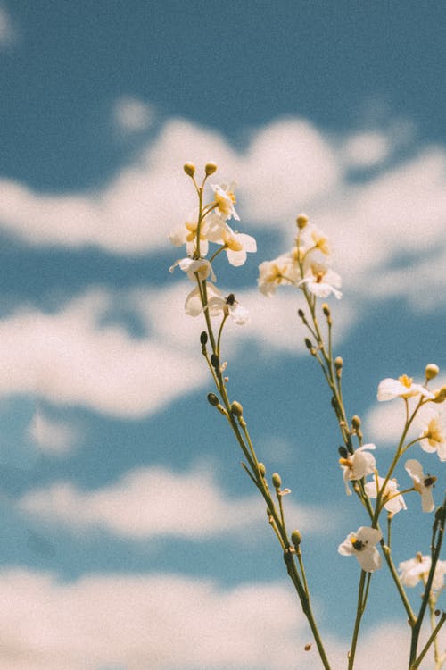 Greater Sea-Kale White Flowers