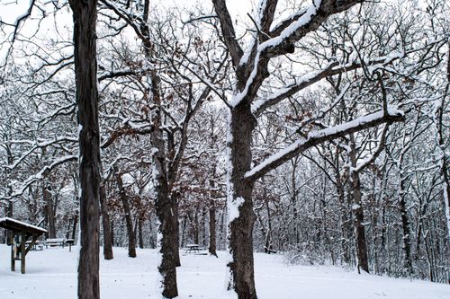 Free A serene winter landscape featuring snow-covered trees and a park bench in a peaceful forest. Stock Photo