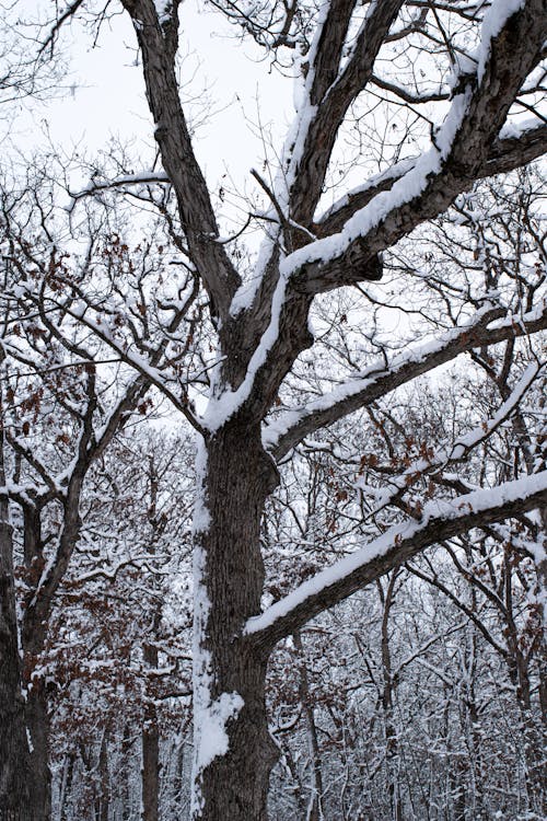 Foto d'estoc gratuïta de arbre nu, branques, constipat