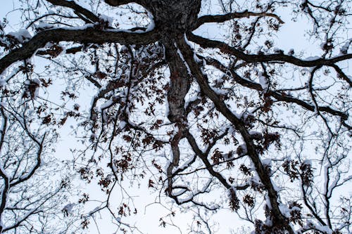 @dış mekan, ağaç, ağaç gövdesi içeren Ücretsiz stok fotoğraf