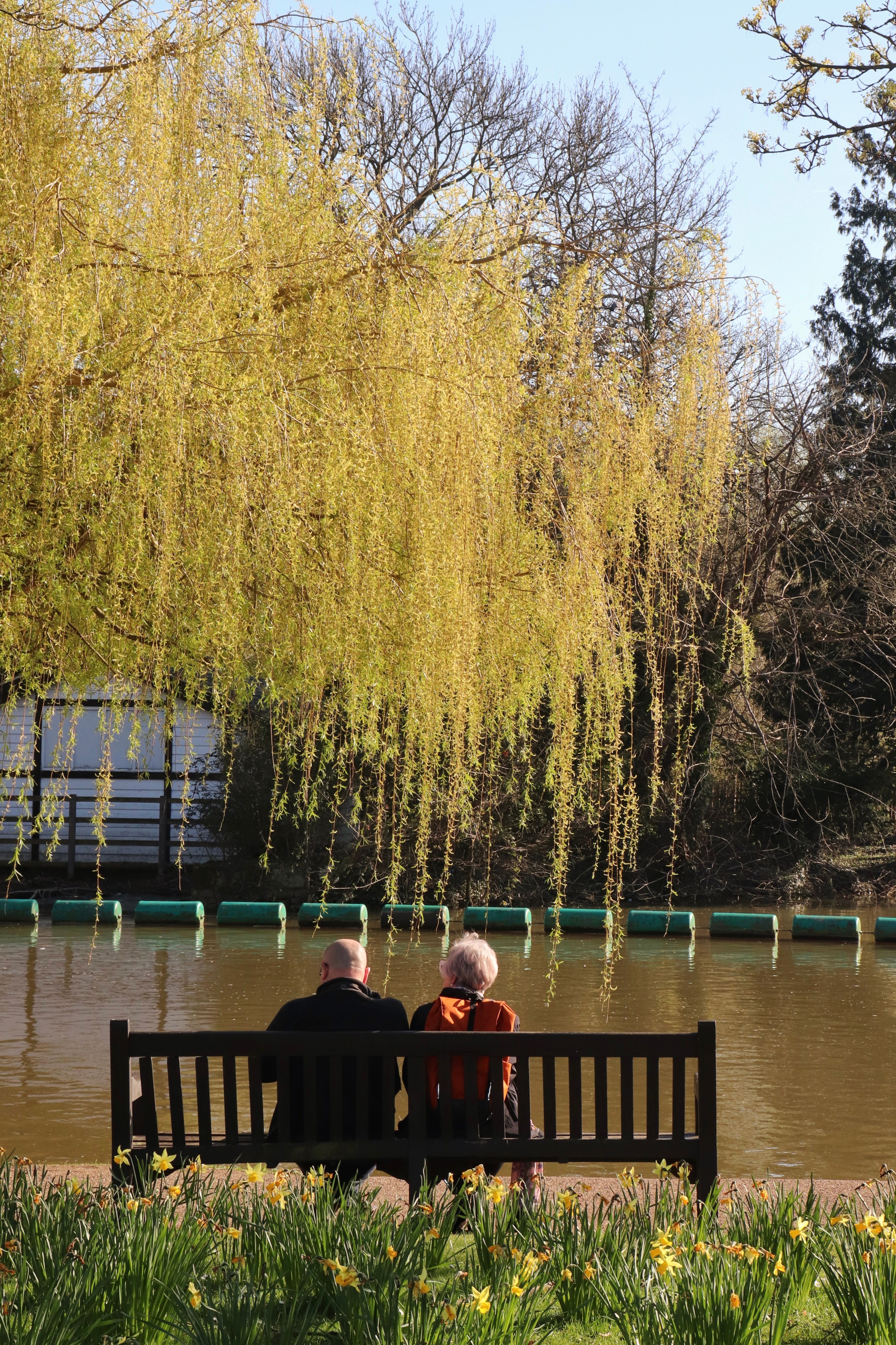 Back View of an Elderly Couple Sitting on a Bench · Free Stock Photo
