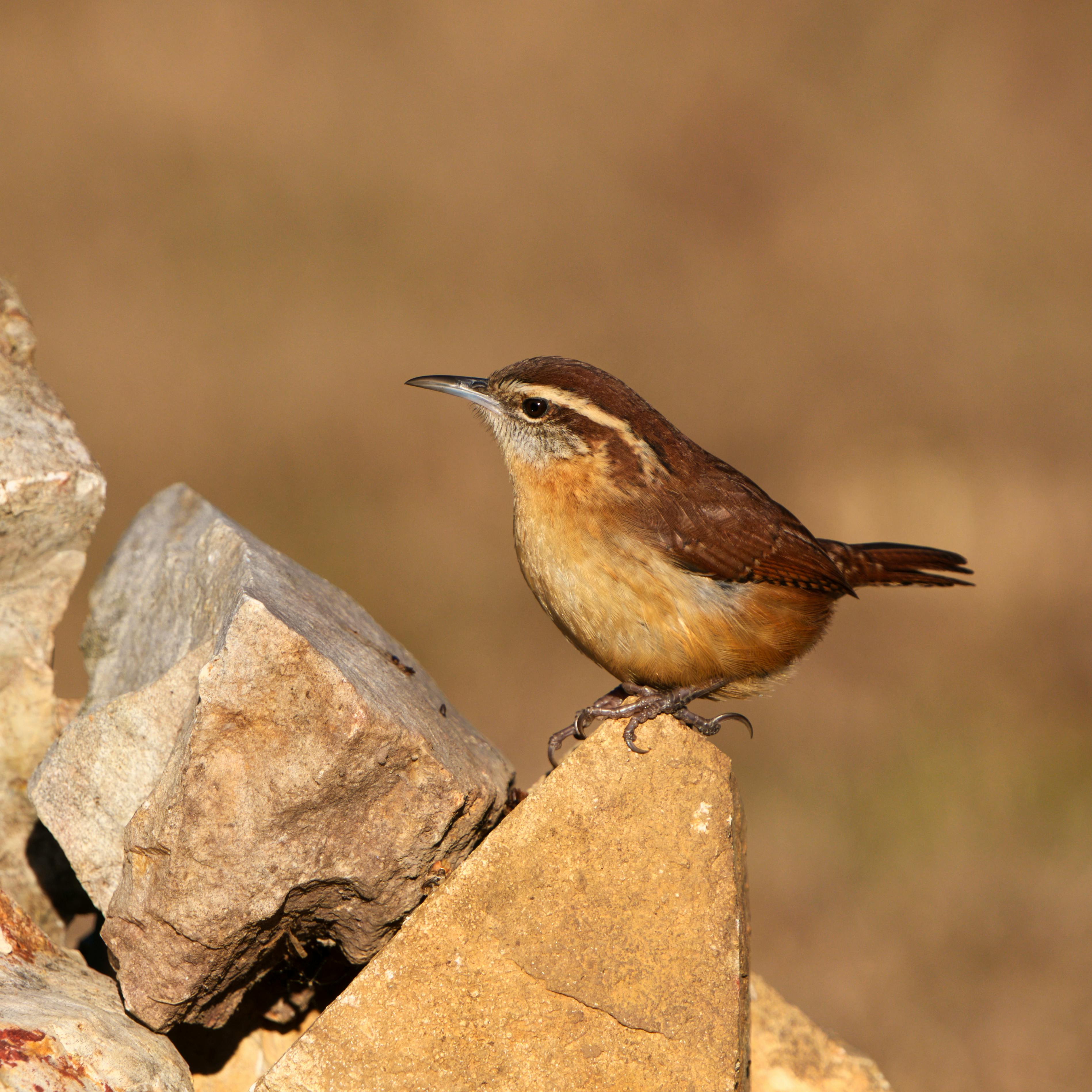 A Carolina Wren (Thryothorus ludovicianus) perched on stone in natural habitat with selective focus.