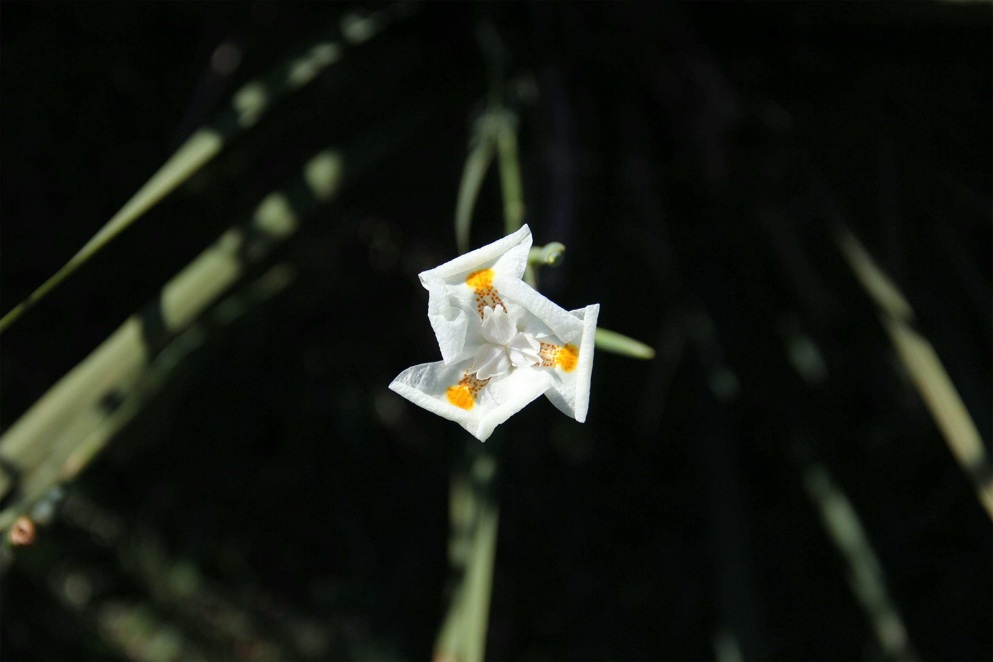A close-up view of a delicate white Cypella flower with yellow accents against a dark background.