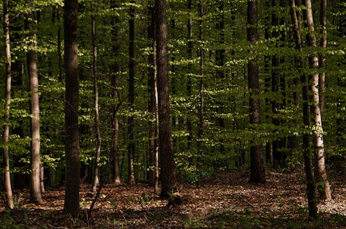 Ilmainen kuvapankkikuva tunnisteilla kasvikunta, luonto, metsä