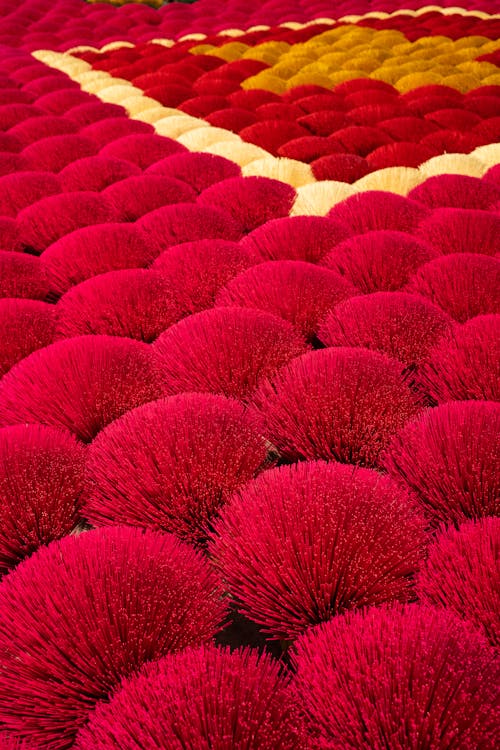 꽃, 들판, 빨간의 무료 스톡 사진