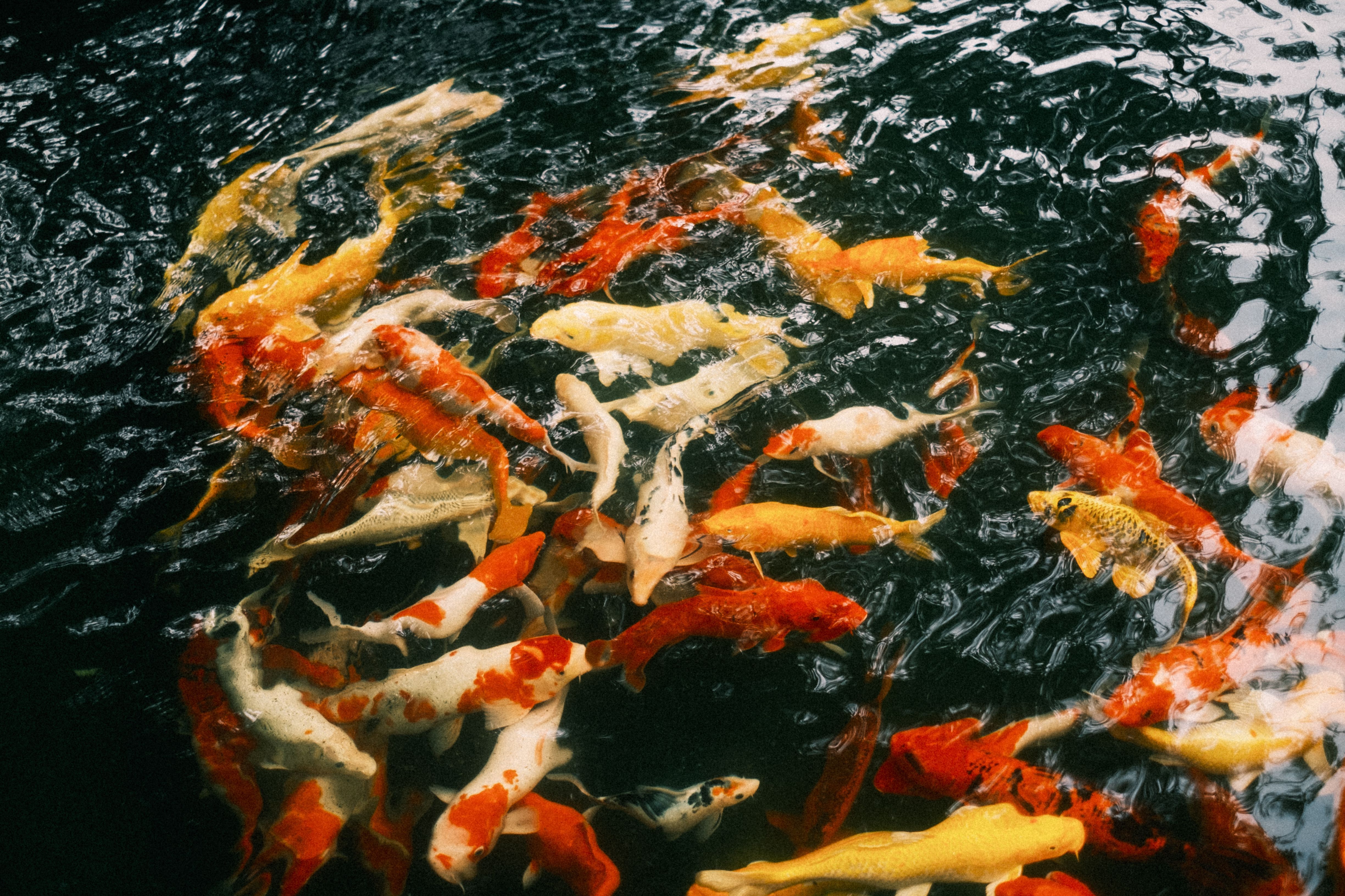 Colorful koi fish swimming gracefully in a serene pond.