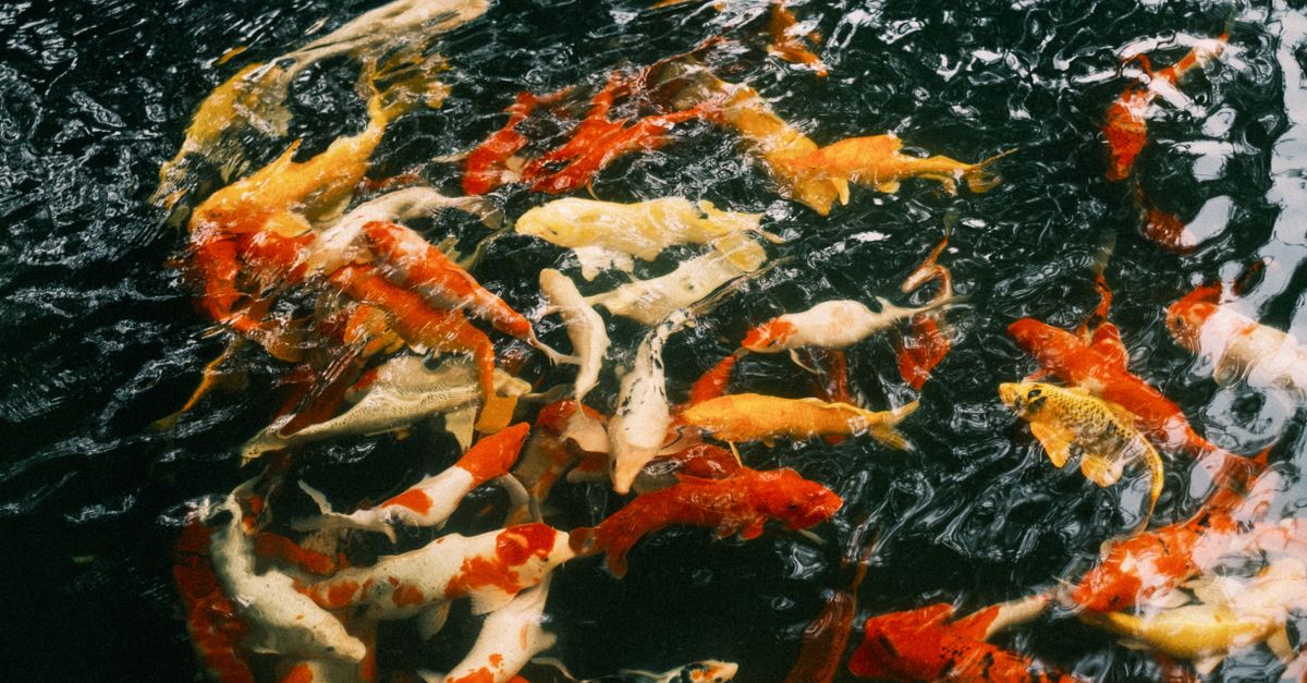 Colorful koi fish swimming gracefully in a serene pond.
