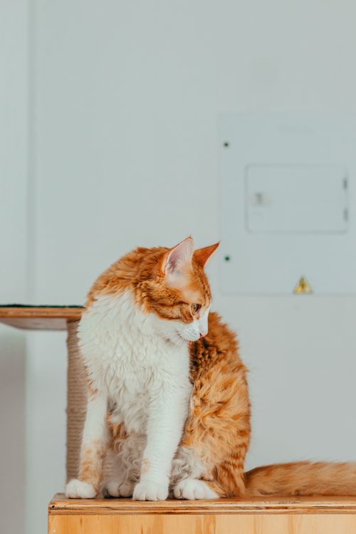 Free A cute ginger and white cat sitting on a wooden surface indoors, looking away. Stock Photo