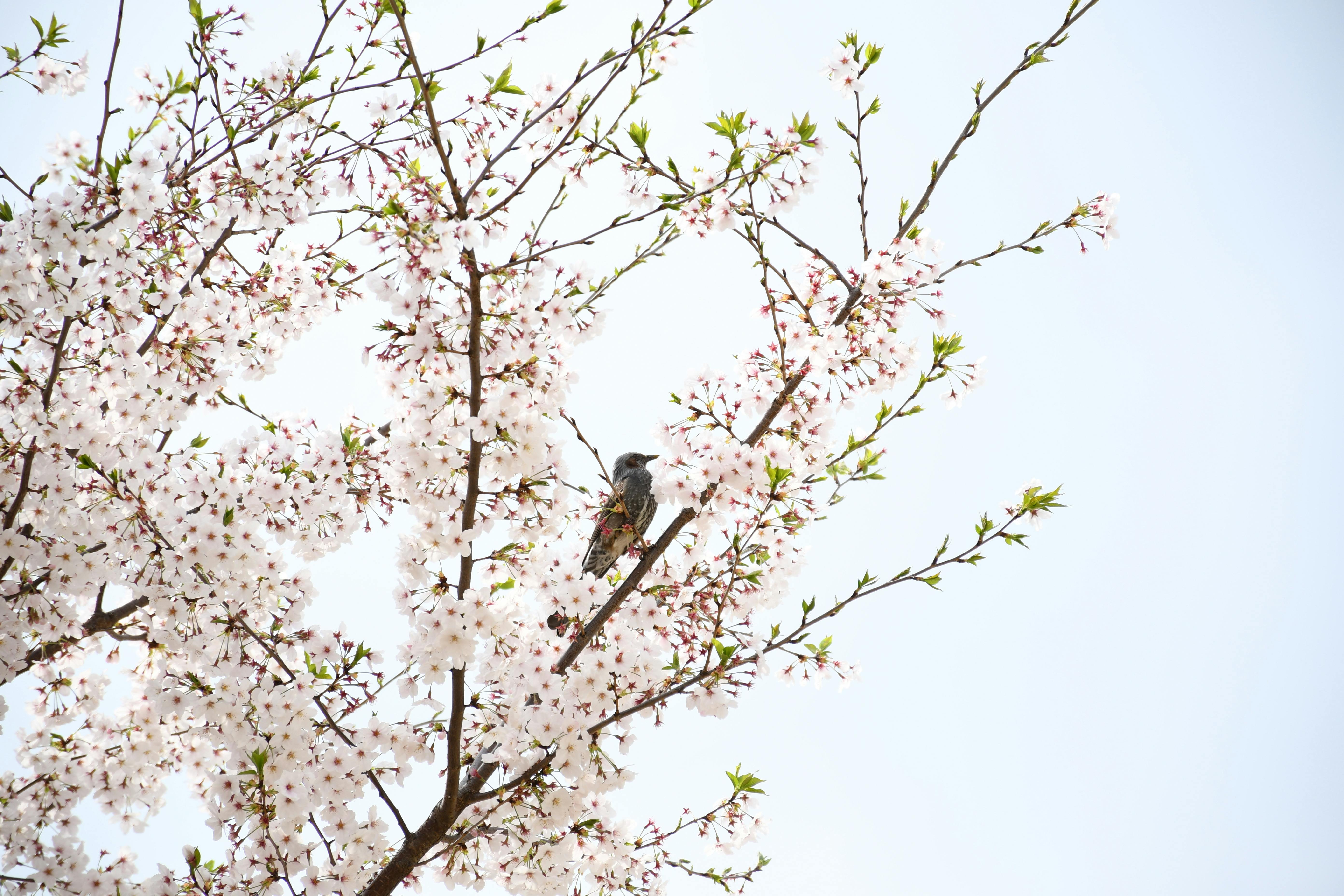 A bird perched on beautiful cherry blossoms during springtime in Japan.