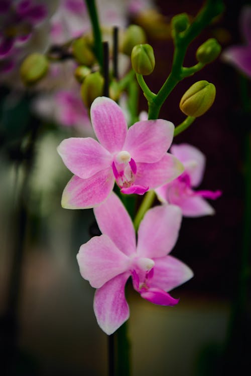Pink Orchid Flowers in a Garden 