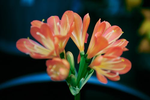 Immagine gratuita di arancia, esotico, fiori
