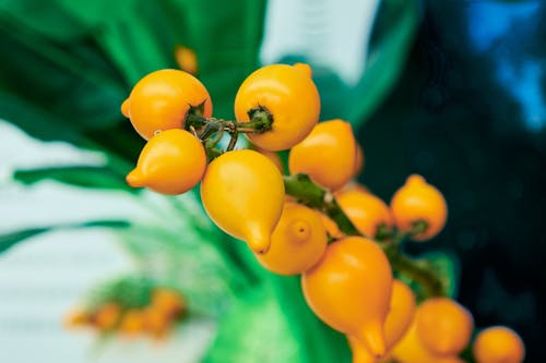 Orange Tropical Fruits on a Branch 