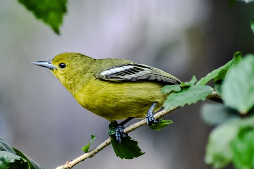 Foto stok gratis binatang, bulu, burung