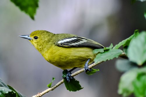 Free Close-up of a colorful bird perched on a branch in a lush forest setting. Stock Photo