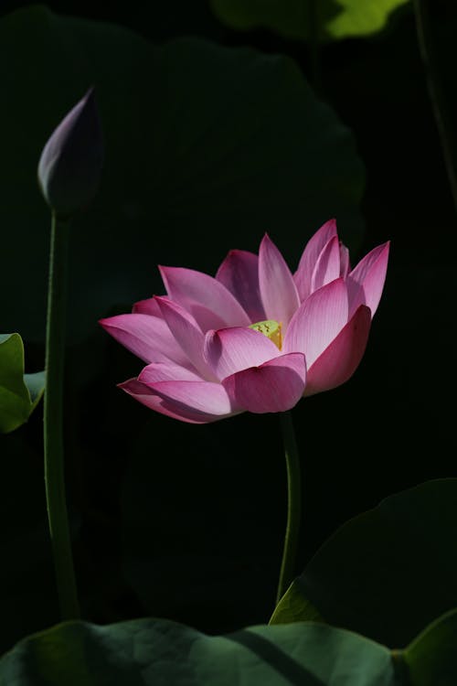 Flower of Lotus