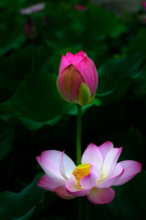 lotus, 꽃, 모바일 바탕화면의 무료 스톡 사진