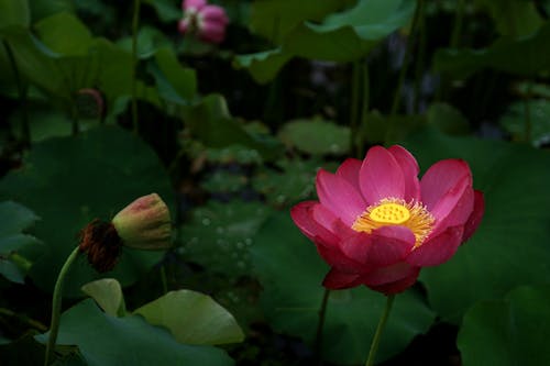 Pink Lotus Flower