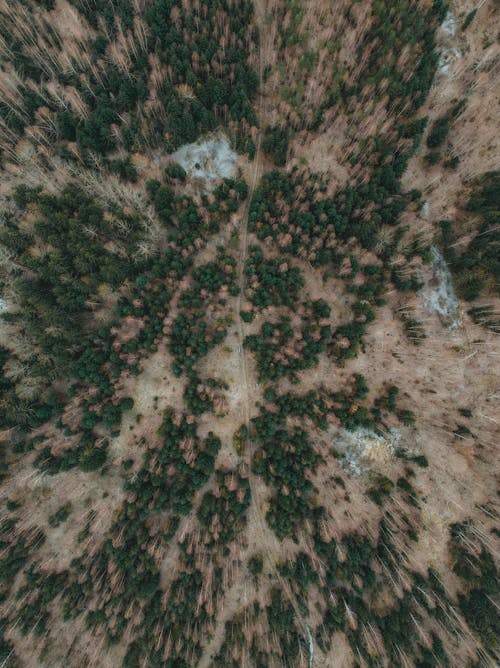 Kostenloses Stock Foto zu bäume, drohne erschossen, natur