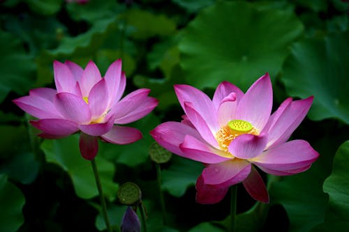 Darmowe zdjęcie z galerii z kwiaty, lotos, natura