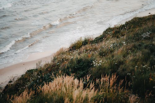 Бесплатное стоковое фото с берег, волна, луг