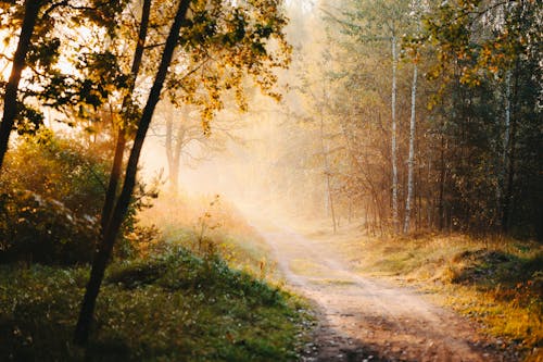 Kostenloses Stock Foto zu außerorts, bäume, feldweg