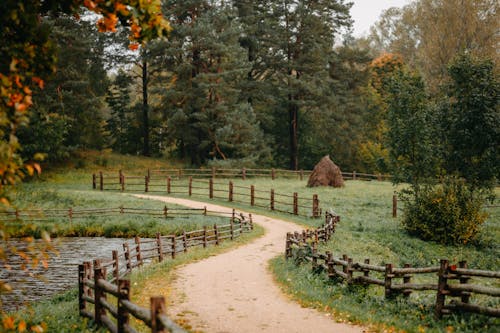 Wooden Footpath among Trees