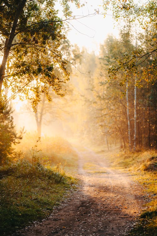 Dirt Road in Forest at Sunset