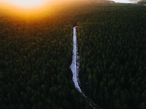 Scenic View of a Dense, Green Forest at Sunset